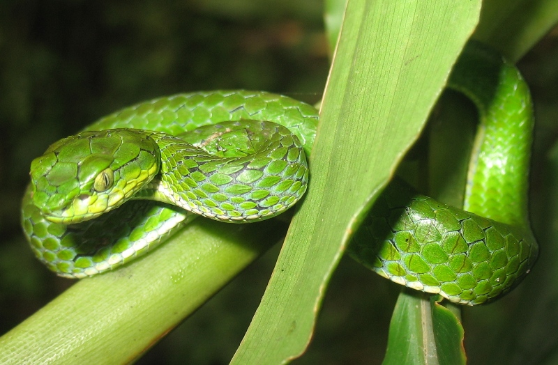 large scaled pit viper.jpg [205 Kb]